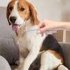 Moreeulsi Pet Grooming Comb for Dogs view 2