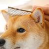 Moreeulsi Pet Grooming Comb for Dogs view 3