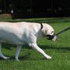 Gentle Dog Muzzle for Barking Dogs view 4