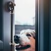 GRIRIW Premium Pet Bells for Dogs view 2