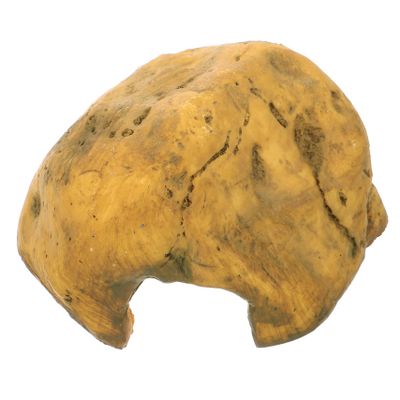 Toddmomy Resin Reptile Hide Cave