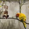 Poupangke Hanging Pine Cone Bird Chew Toy for Small and Medium Birds view 2