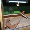 Chameleon Feeder Bowl - Reptile Food and Water Dish view 4