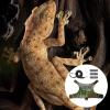 Bearded Dragon Harness - Soft Leather Harness for Small Reptiles view 2