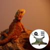 Bearded Dragon Harness - Soft Leather Harness for Small Reptiles view 3