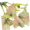 Toddmomy Artificial Aquarium Plants for Terrarium Decor view 3