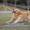 Wauzebacke Dog Toy, Tennis Ball with Rope 32cm in Pastel Colors view 4