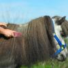 Horse Mane Brush | 20-Piece Portable Grooming Tool Set view 2