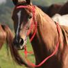 Generic Bridle for Trail Riding Horses, Snaffle view 3
