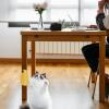 Cat Grooming Brush | Soft Pineapple Cat Massager view 3