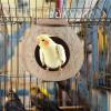 Coconut Bird Nest for Cages view 2