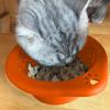 Portable Collapsible Dog Travel Bowl view 3
