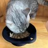 Expandable Travel Dog Bowl, 300 mL view 2