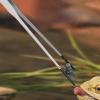 Extra-Long Stainless Steel Aquarium Tweezers with Rubber Tip view 3