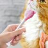 Silicone Cat Chin Brush view 3