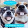 Dog Dentures, 2-Pack Novelty Fake Teeth Chew Toys view 2