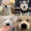 Dog Dentures, 2-Pack Novelty Fake Teeth Chew Toys view 3