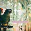 Supvox Wooden Swing for Bird Cages view 3