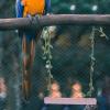 Supvox Wooden Swing for Bird Cages view 4