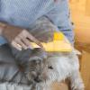 Cat Hair Brush and Grooming Comb for Dogs and Cats view 3