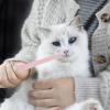 Cat Pill Shooter | Portable Medication Dispenser for Cats view 2