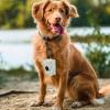 Dog Poop Bag Holder with Carabiner Clip view 2