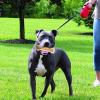 Teething Dog Bone with Beef Flavor view 3
