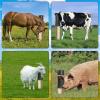 Dgayaeic Cow Scratching Post | Horse Scratching Pad and Grooming Brush view 4