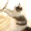 Cat Teaser Toy Set, Retractable Feather Toy, 7-Piece view 3