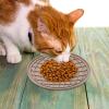 Dog Treat Mat | Non-Slip Cartoon Lick Pad view 4