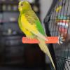 SVCEQZE Bird Grinding Stick view 2