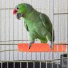 SVCEQZE Bird Grinding Stick view 3