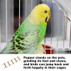Wooden Bird Ladder for Parrots view 2