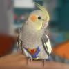 Parrot Diaper | Washable Bird Diaper with Waterproof Lining view 2