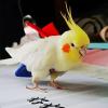 Parrot Diaper | Washable Bird Diaper with Waterproof Lining view 3