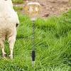 Chicken Pecking Toy, Fun Feeding Utensil view 4
