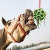 Hay Feeder Ball Toy view 2