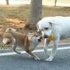 Squeaky Dog Ball, Latex Chew Toy view 2