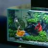 Betta Fish Hammock Leaf Pill view 2