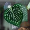 Betta Fish Hammock Leaf Pill view 3