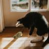 Catnip Mouse Toys - Interactive Plush Mouse for Indoor Cats view 3