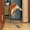 Catnip Mouse Toys - Interactive Plush Mouse for Indoor Cats view 4