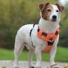 Bobby Rando Walk Dog Harness, XS, Reflective Nylon, Khaki, Neck 20–32 cm, Chest 36–43 cm view 4