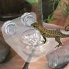 Gecko Feeder and Reptile Water Bowl with Magnetic Feeding Ledge view 4