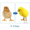 BRCUAT 100 Pcs Chick Leg Splint Orthosis view 4