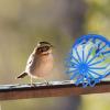 Bird Cage Feeder Set - 2pcs Bird Food Dish Nest Bed for Small Birds view 3