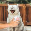 Dog Bath Scrubber Brush with Soft Silicone Bristles view 3
