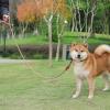 Reflective Slip Lead Dog Leash view 3