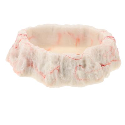 BESPORTBLE Pet Feeding Bowl for Reptiles