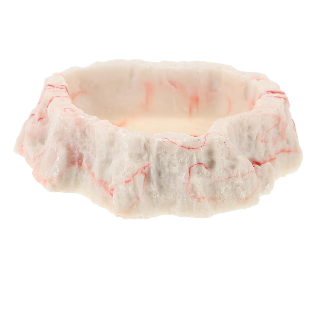 BESPORTBLE Pet Feeding Bowl for Reptiles